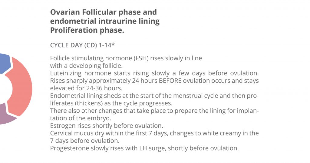 follicular phase 