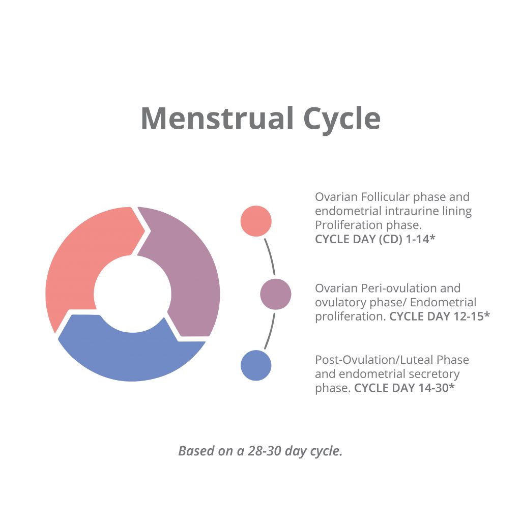 menstrual cycle - 3 phases