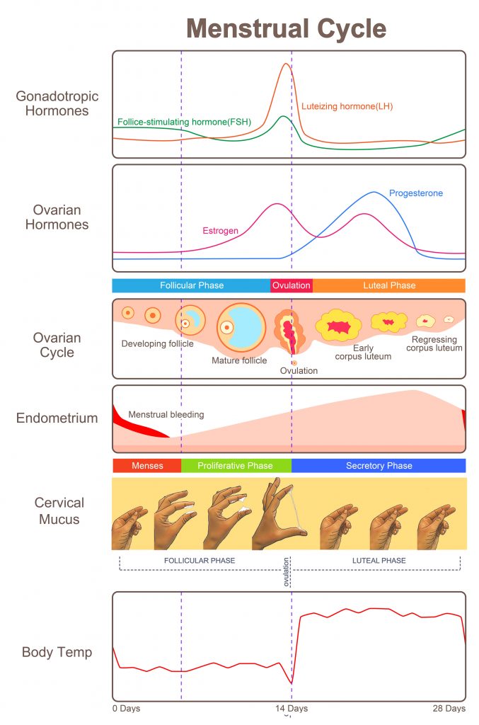 menstrual cycle phases