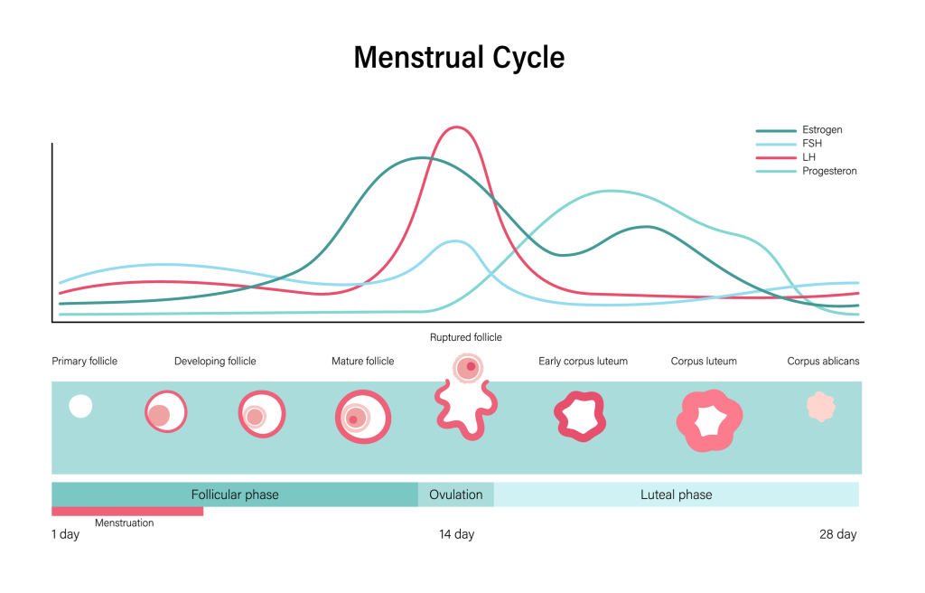 LH surge is a clear indicator of ovulation